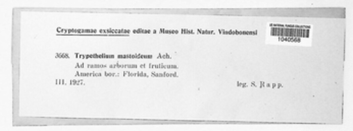 Trypethelium mastoideum image